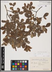 Foto von Salix aurita L.